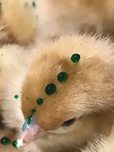 Gel Pac Chick